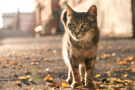 Do Cats Remember Being Abandoned?