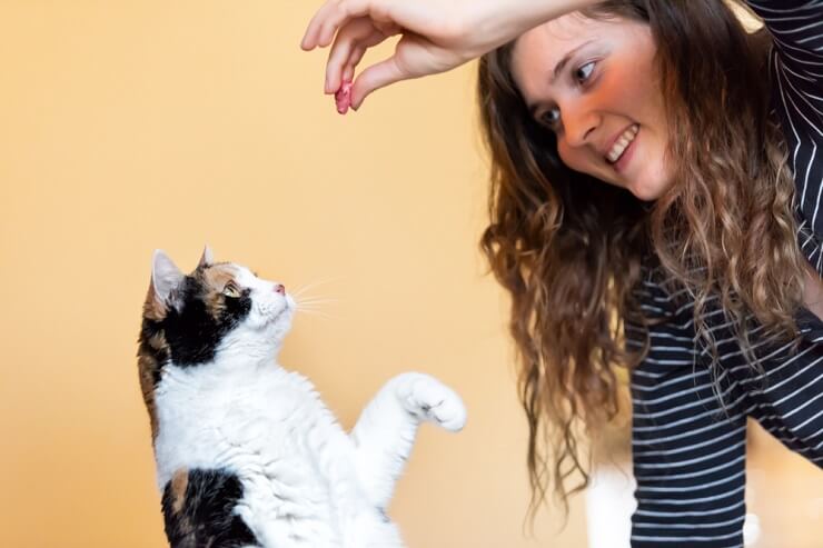 A well-trained cat showcasing its skills. The image features a cat confidently performing a trained behavior or trick.