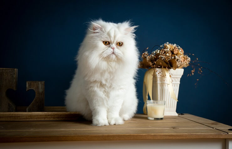 Image capturing cats engaging in their playful habit of knocking things off a table, demonstrating their inquisitive and sometimes mischievous nature.