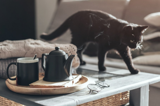 Why Do Cats Knock Things off Tables? 7 Reasons Why!