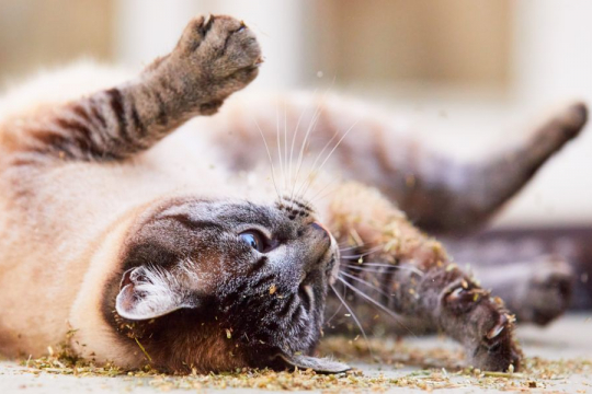 Why Do Cats Roll In Dirt? 9 Reasons Why!