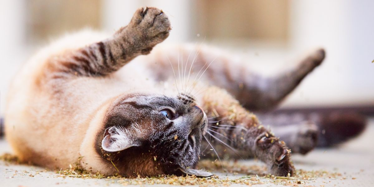 Cats rolling in dirt, embracing their natural inclination for grooming and marking behaviors.