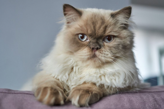 The 150 Best Himalayan Cat Names