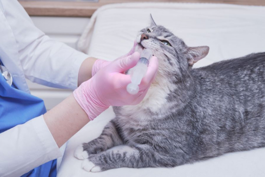 Itraconazole for Cats: Overview, Dosage & Side Effects