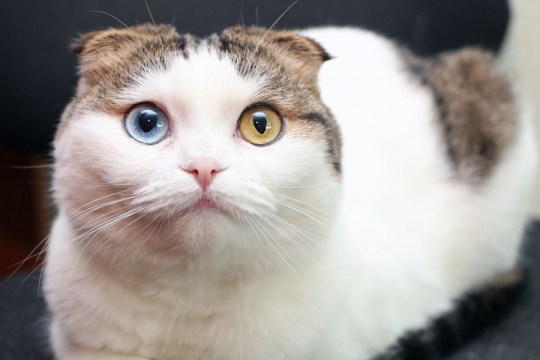 The 7 Types Of Eye Color In Cats