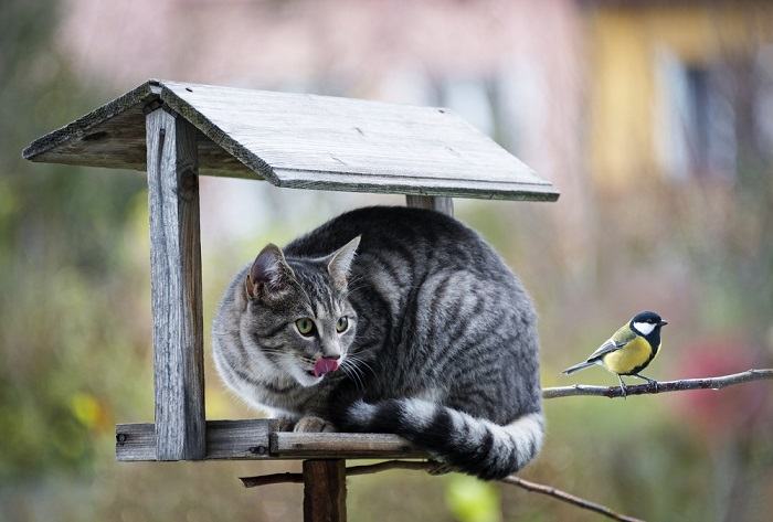 Informative image illustrating various methods that cats use to hunt.