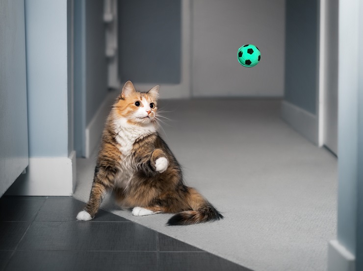 Image showcasing the importance of physical activity for cats, depicting a playful feline engaged in energetic exercise to maintain health and well-being.