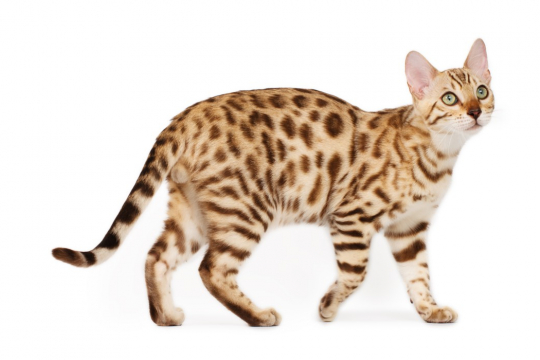 150 Best African Cat Names