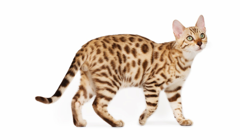 150 Best African Cat Names