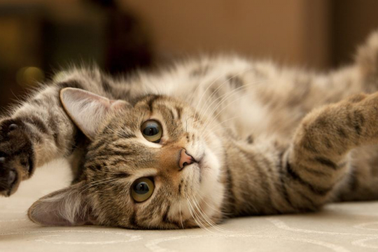 Do Cats Have Scent Glands in Their Paws?