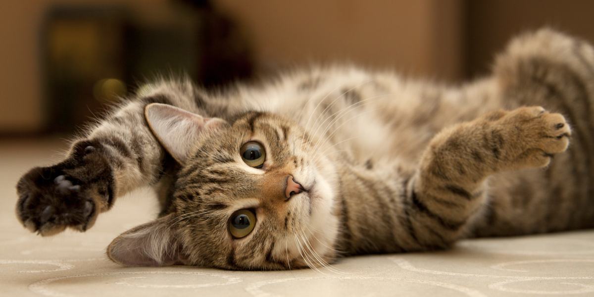 Close-up of a cat's paw showing scent glands, a fascinating feature used for marking territory and communication.