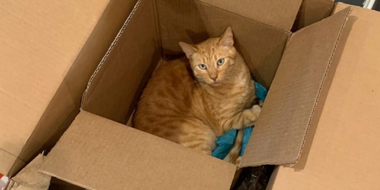 Why Do Cats Like Boxes So Much? Top 8 Reasons