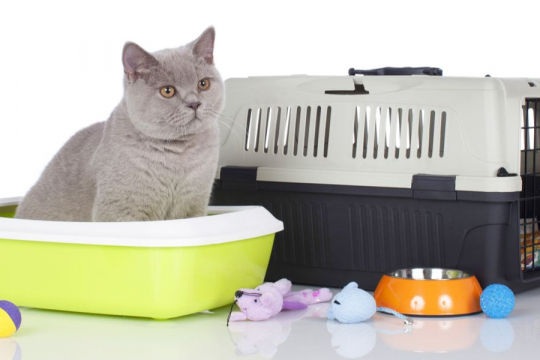 Why Do Cats Bury Toys in the Litter Box?