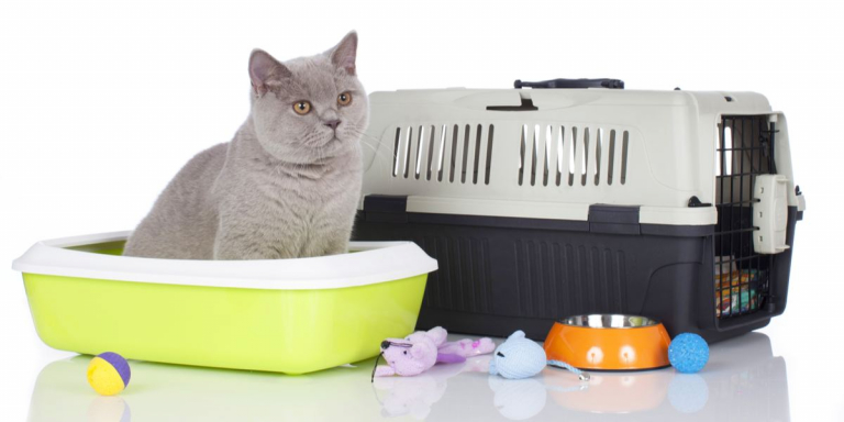 Why Do Cats Bury Toys in the Litter Box?
