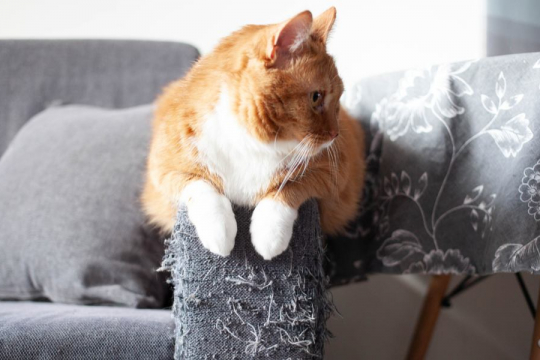 Why Do Cats Scratch Furniture and Carpets?