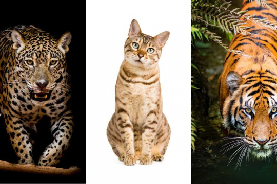 7 Similarities Between Domesticated Cats And Big Cats