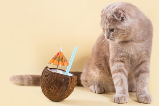 Is Coconut Oil Good for Cats?