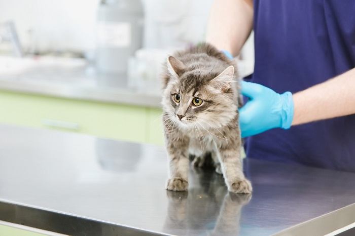 Veterinarian providing care and comfort to a cat