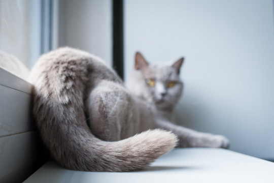 3 Reasons Why Cats Put Their Butts in Your Face