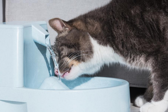 Dehydration in Cats: Symptoms, Causes, Diagnosis & Treatment
