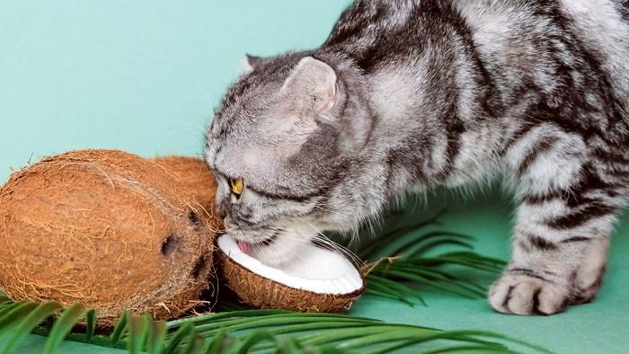Image illustrating a cat eating coconut