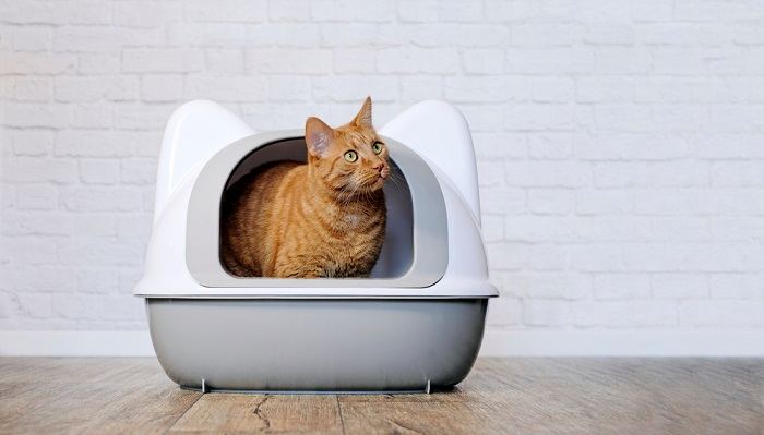 cat inside the litter box