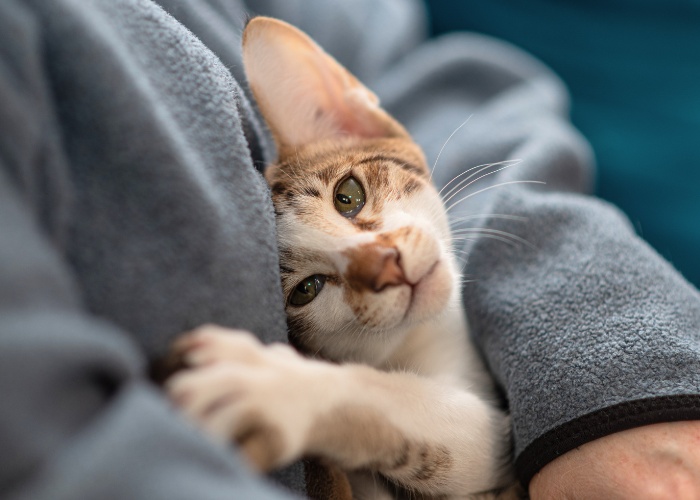 A fluffy tabby cat comfortably resting in a person's lap, looking content and relaxed.