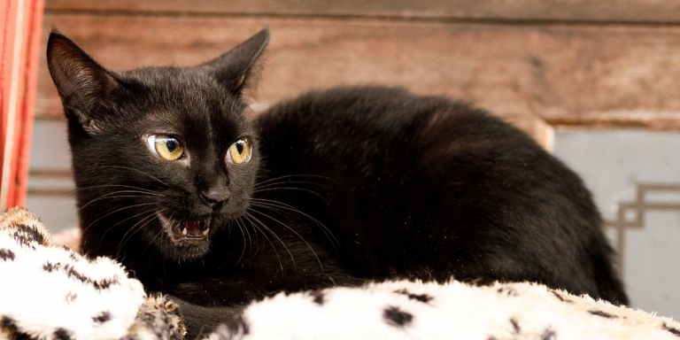 6 Reasons Your Cat Makes Weird Noises at Night