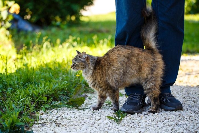 A cat rubbing its scent glands against an object.