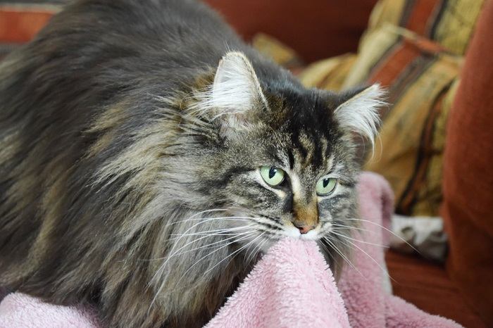 An inquisitive cat is captured in the act of gently sucking on a blanket, showcasing a behavior often associated with comfort and security.