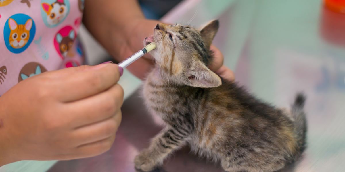 Deworming cats, an essential aspect of feline healthcare and parasite prevention.