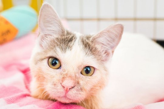 Radial Hypoplasia in Cats: Causes, Symptoms, and Treatment