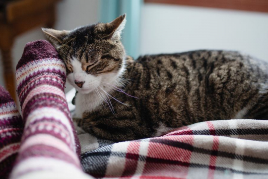 Do Cats Know When You're Sick?