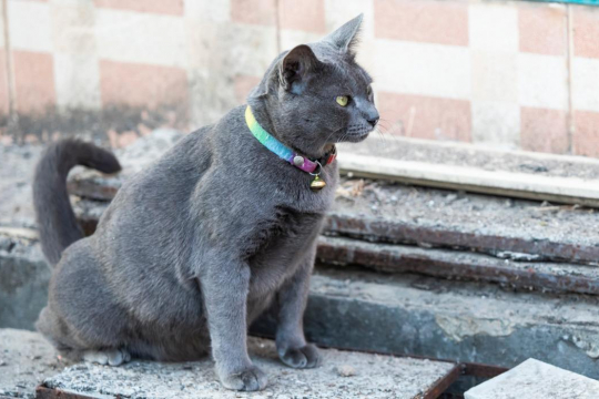 How Often Do Cats Pee?