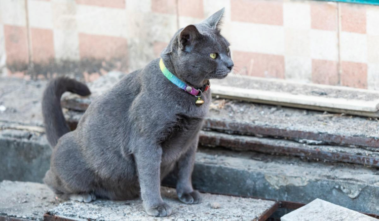 How Often Do Cats Pee?