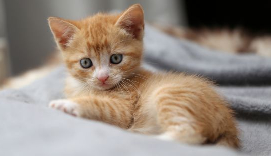 22 Fun Facts About Kittens You Probably Did Not Know