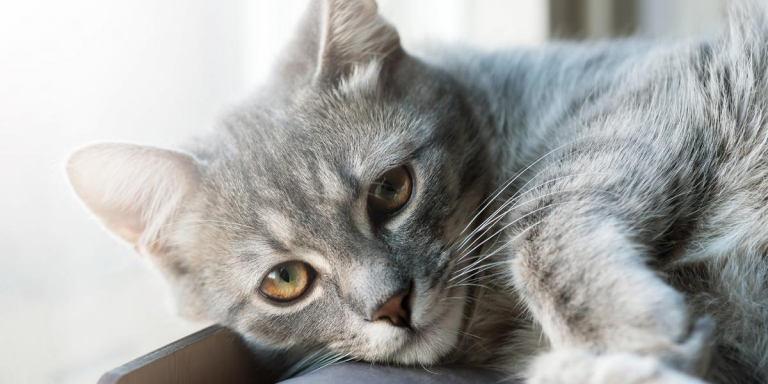 7 Subtle Ways You Might Be Offending Your Cat