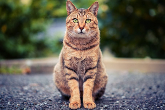 Understanding Your Cat's Five Senses