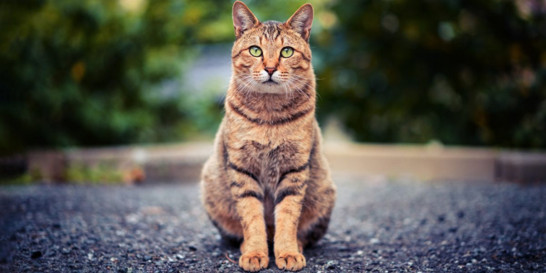 Understanding Your Cat’s Five Senses