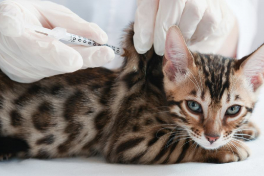Vitamin B12 for Cats: Overview, Dosage & Side Effects