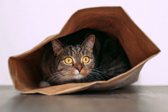 Why Do Cats Like Crinkly Things? 6 Reasons Why!