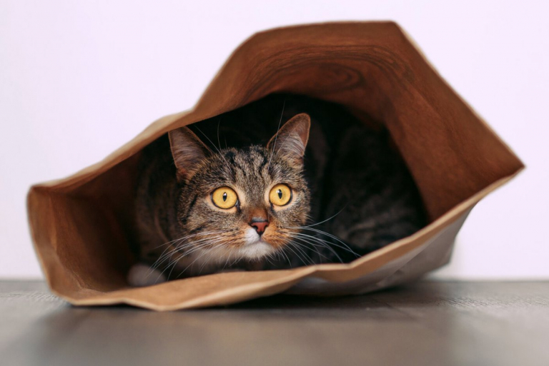 Why Do Cats Like Crinkly Things? 6 Reasons Why!