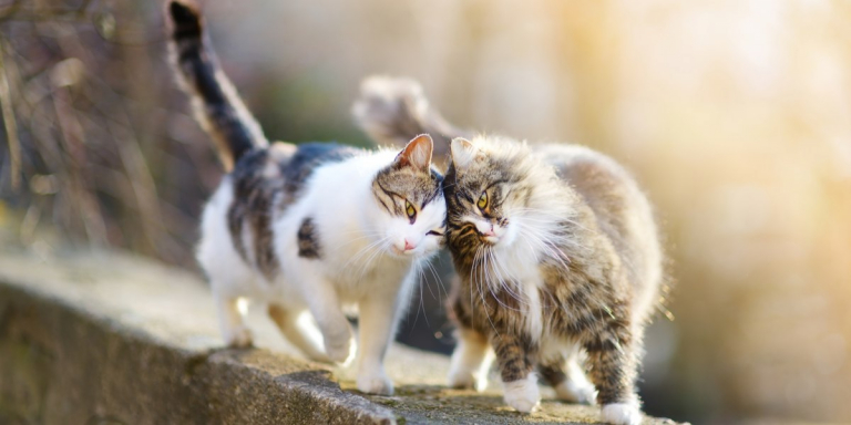 10 Signs Your Cat Wants Another Cat