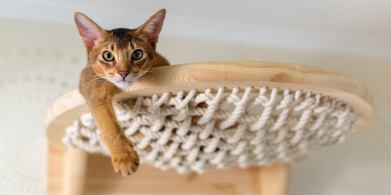 250 Best Brown Cat Names That You’ll Love