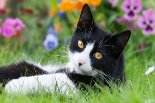 Top 150 Best Italian Cat Names for Males and Females