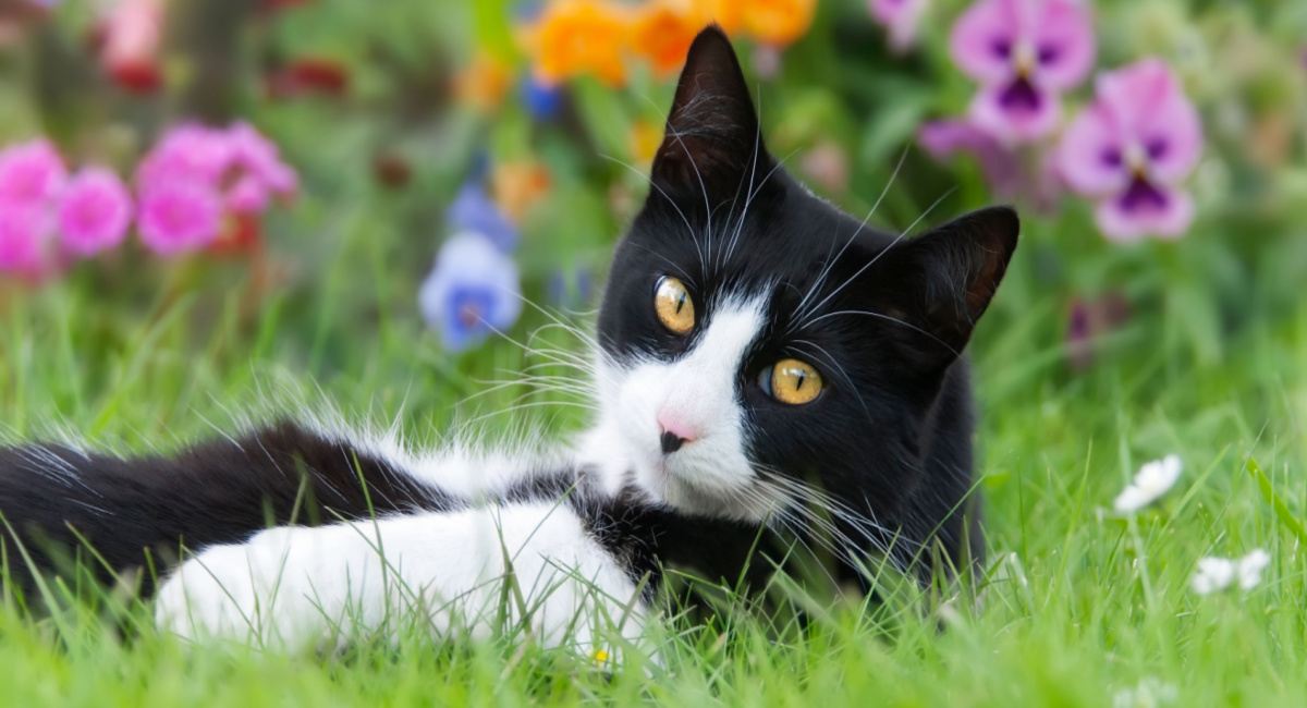 Image related to the best Italian cat names, offering naming inspiration for your feline friend