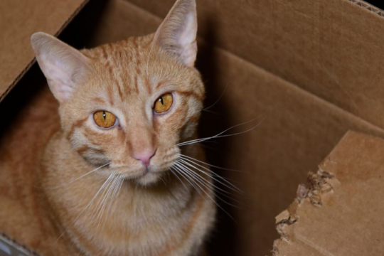 Why Does My Cat Chew On Cardboard?