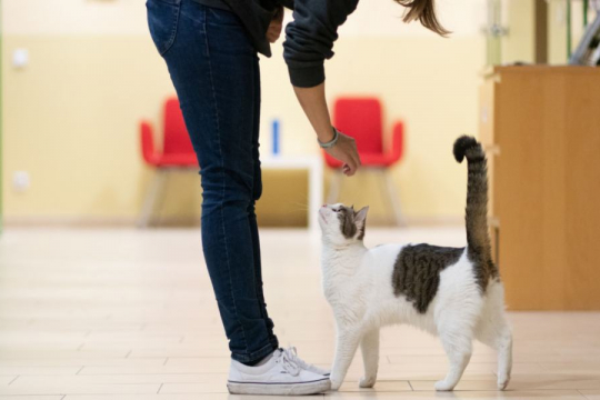 Why Does My Cat Follow Me Everywhere?