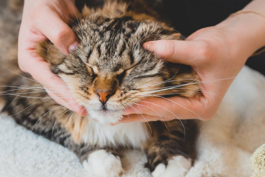 The 4 Key Benefits of Chiropractic Care for Cats