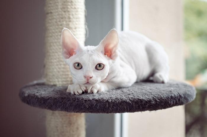 Devon Rex Cat in the cat tree